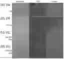 Fig. 33 - GENOME-EDITED BIRDS