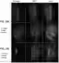 Fig. 35 - GENOME-EDITED BIRDS