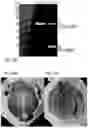 Fig. 36 - GENOME-EDITED BIRDS