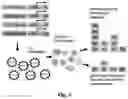 Fig. 04 - OPTIMIZED LENTIVIRAL VECTOR COMPROMISING MINIMAL ENHANCER ELEMENTS FOR STEM CELL GENE THERAPY OF HEMOGLOBINOPATHIES