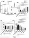 Fig. 11 - OPTIMIZED LENTIVIRAL VECTOR COMPROMISING MINIMAL ENHANCER ELEMENTS FOR STEM CELL GENE THERAPY OF HEMOGLOBINOPATHIES