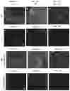 Fig. 17 - COMPOSITIONS AND METHODS FOR SELECTIVE GENE REGULATION