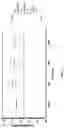 Fig. 19 - COMPOSITIONS AND METHODS FOR SELECTIVE GENE REGULATION