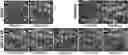 Fig. 01 - Methods and compositions for dual glycan binding AAV2.5 vector