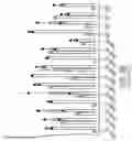 Fig. 11 - NUCLEOBASE EDITORS HAVING REDUCED OFF-TARGET DEAMINATION AND METHODS OF USING SAME TO MODIFY A NUCLEOBASE TARGET SEQUENCE