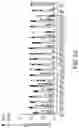Fig. 13 - NUCLEOBASE EDITORS HAVING REDUCED OFF-TARGET DEAMINATION AND METHODS OF USING SAME TO MODIFY A NUCLEOBASE TARGET SEQUENCE