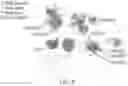 Fig. 26 - NUCLEOBASE EDITORS HAVING REDUCED OFF-TARGET DEAMINATION AND METHODS OF USING SAME TO MODIFY A NUCLEOBASE TARGET SEQUENCE