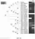 Fig. 03 - MODIFIED CHLORAMPHENICOL ACETYLTRANSFERASE AND BIOSYNTHESIS METHOD OF MAKING ESTERS USING SAME