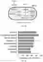 Fig. 12 - MODIFIED CHLORAMPHENICOL ACETYLTRANSFERASE AND BIOSYNTHESIS METHOD OF MAKING ESTERS USING SAME