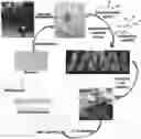 Fig. 01 - Epigenetic modification of fungi and uses thereof