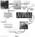 Fig. 02 - Epigenetic modification of fungi and uses thereof