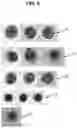 Fig. 09 - Method for optimising the concentration of elements of interest for visual measurement on a biological sample