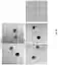 Fig. 16 - SINGLE MOLECULE NANOPARTICLE NANOWIRE FOR MOLECULAR ELECTRONIC SENSING