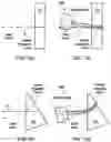 Fig. 10 - ULTRASOUND METHOD AND APPARATUS