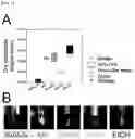 Fig. 07 - METHOD FOR ANALYZING DIFFERENTIATION OF METABOLITES IN URINE SAMPLE BETWEEN DIFFERENT GROUPS