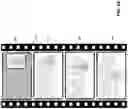 Fig. 04 - System and method of predicting human interaction with vehicles