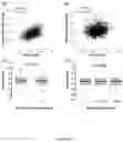 Fig. 03 - Method of assessing the level of vascular inflammation