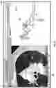 Fig. 38 - SYSTEM AND METHOD FOR ANNOTATION OF ANATOMICAL TREE STRUCTURES IN 3D IMAGES