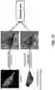 Fig. 13 - Self-supervised single-view 3D reconstruction via semantic consistency