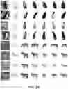 Fig. 30 - Self-supervised single-view 3D reconstruction via semantic consistency