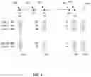 Fig. 15 - Finding relatives in a database