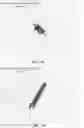 Fig. 14 - Method and system to assess disease using phase space volumetric objects
