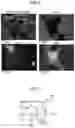 Fig. 04 - RARE EARTH MAGNET AND MANUFACTURING METHOD THEREFOR