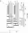 Fig. 30 - Three-dimensional memory device containing a shared word line driver across different tiers and methods for making the same