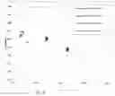 Fig. 09 - Dielectric Film Coating for Full Conversion Ceramic Platelets