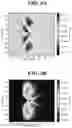 Fig. 06 - Enhanced outcoupling from surface plasmon modes in corrugated OLEDs