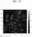 Fig. 09 - NICKEL-BASED LITHIUM METAL COMPOSITE OXIDE, METHOD OF PREPARING THE SAME, AND LITHIUM SECONDARY BATTERY INCLUDING POSITIVE ELECTRODE INCLUDING THE SAME