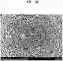 Fig. 07 - NICKEL-BASED ACTIVE MATERIAL, POSITIVE ELECTRODE INCLUDING THE SAME, AND LITHIUM SECONDARY BATTERY EMPLOYING THE POSITIVE ELECTRODE