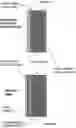 Fig. 01 - Lithium-protecting polymer layer for an anode-less lithium metal secondary battery and manufacturing method