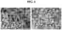 Fig. 05 - PREPARATION OF COMPOSITE SOLID ELECTROLYTE AND ALL-SOLID-STATE BATTERY USING THE SAME