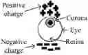 Fig. 01 - PORTABLE SYSTEM FOR GATHERING AND PROCESSING DATA FROM EEG, EOG, AND/OR IMAGING SENSORS