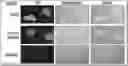 Fig. 01 - Compositions and methods for preservation and fixation