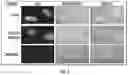 Fig. 02 - Compositions and methods for preservation and fixation