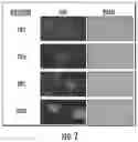 Fig. 03 - Compositions and methods for preservation and fixation