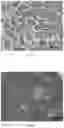 Fig. 03 - SERUM-FREE CRYOPRESERVATION SOLUTION AND PREPARATION METHOD AND APPLICATION THEREOF