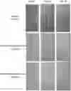 Fig. 01 - ANTIFOULANT MARINE STRUCTURES COMPOSITIONS AND METHODS THEREOF