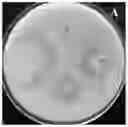 Fig. 01 - Biocontrol strain YW-1 and preparation method and application of biocontrol agent thereof