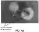 Fig. 02 - Corn rootworm biological control