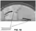 Fig. 03 - Corn rootworm biological control