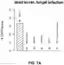 Fig. 09 - Corn rootworm biological control