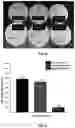 Fig. 08 - PLASMA IMMOBILIZATION OF BACTERIOPHAGES AND APPLICATIONS THEREOF