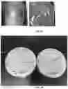 Fig. 13 - PLASMA IMMOBILIZATION OF BACTERIOPHAGES AND APPLICATIONS THEREOF