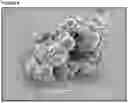 Fig. 04 - NOVEL COATED BULKING AGENT PARTICLES