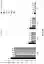 Fig. 08 - FEED FOR ENHANCING IMMUNITY OF TILAPIA AND PREPARATION METHOD THEREOF