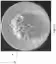 Fig. 06 - TEXTURE MODIFIED FOOD PRODUCT