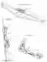 Fig. 31 - Systems and methods for an improved ratcheting device including pivoting tooth